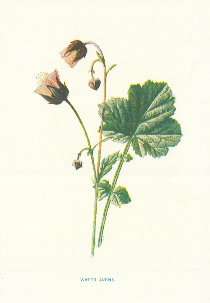 Water Avens. Wild Flowers by Frederick Edward Hulme c1895 old antique print